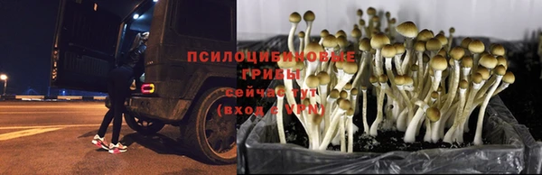 а пвп мука Магас